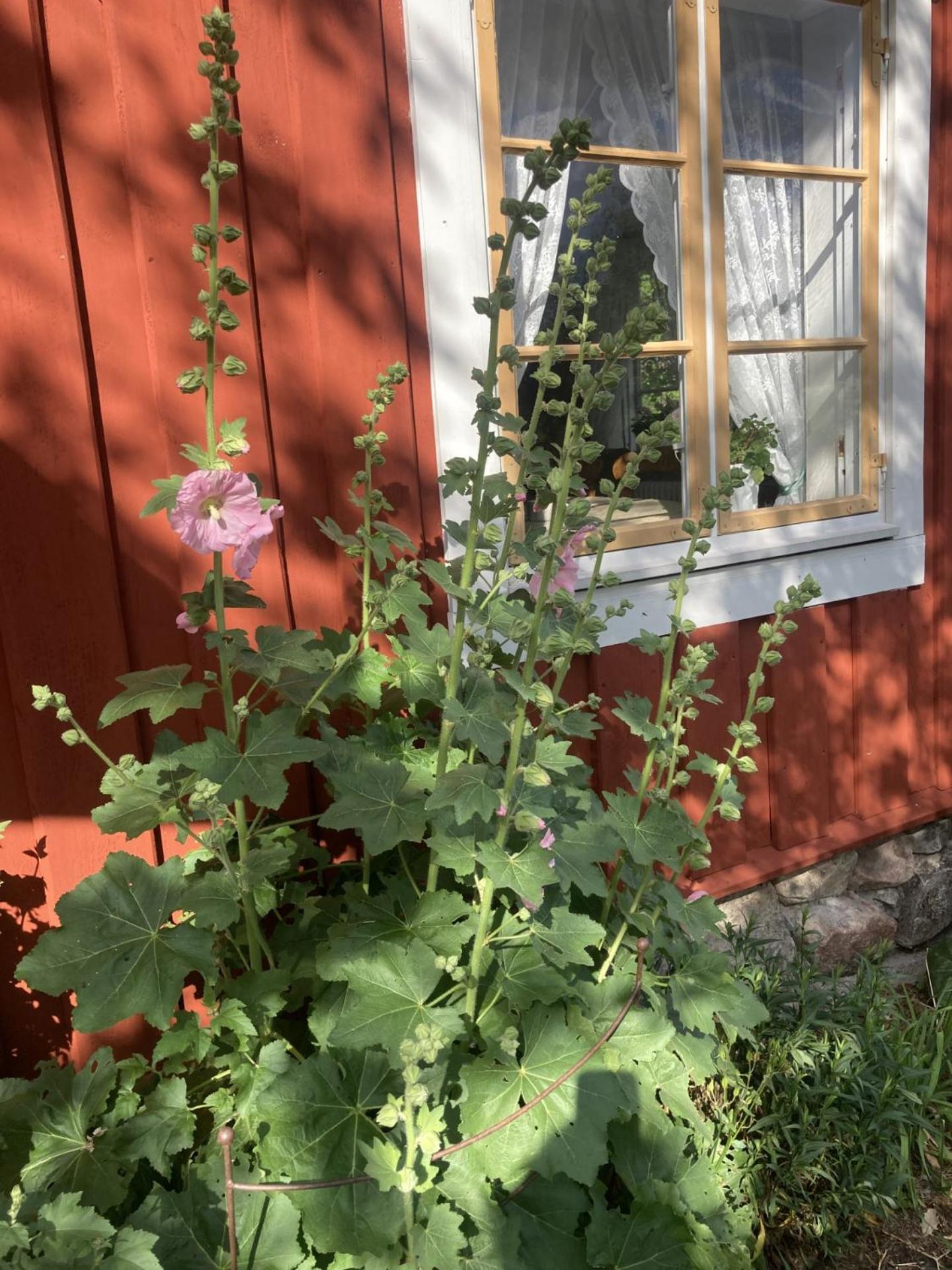 Söderköping Thorstorps Gard B&B מראה חיצוני תמונה